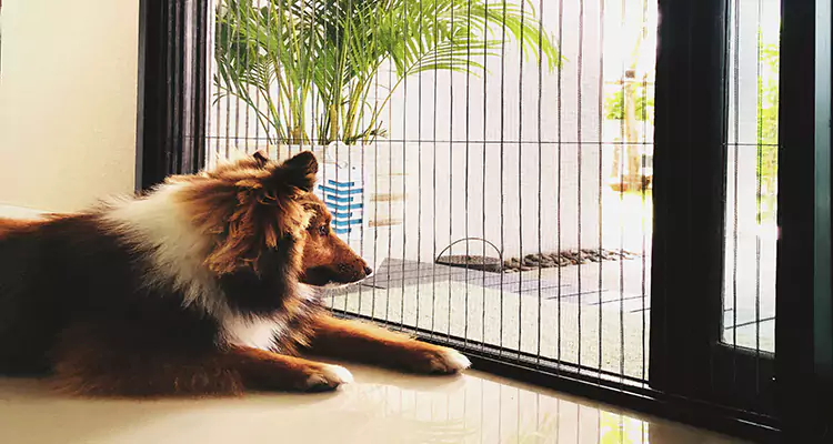 Sliding Screen Pet Door Repair in Union City, CA