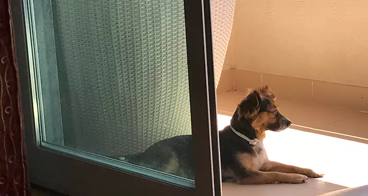 French Door Pet Screen Repair in Union City, CA